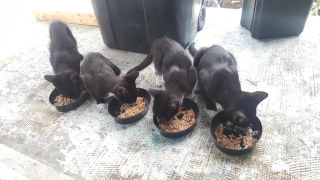 流浪猫被喂食后携子上门，温情邂逅引发关注