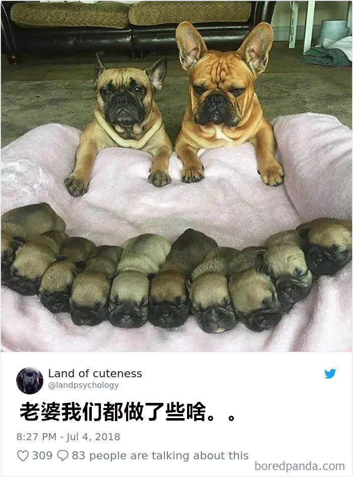 石家庄狗磊的日常趣事，最新消息与爱的传递