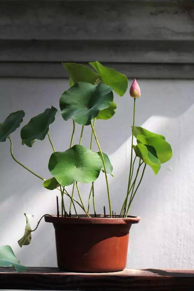 人参最新动态解析，掌握种植与养护技能的指南