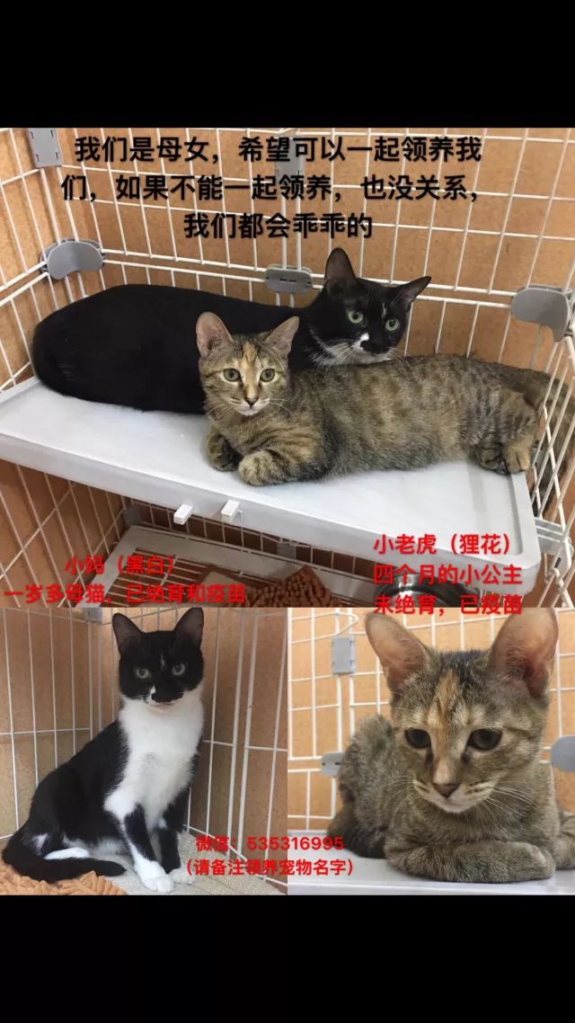 初告白 第72页