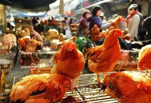探秘广州活禽市场，小巷深处的特色小店新鲜揭秘