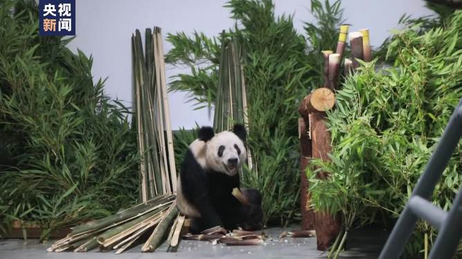 探秘熊猫乐园，丫丫大熊猫最新视频与小巷深处的隐藏特色小店