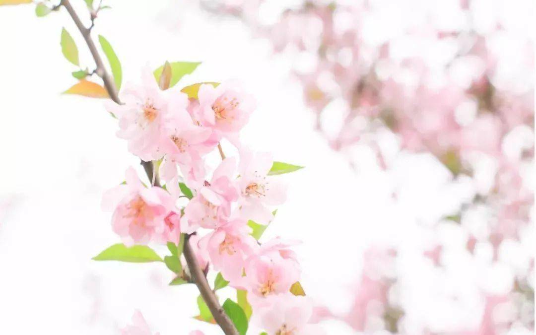 橘虞初梦 第12页