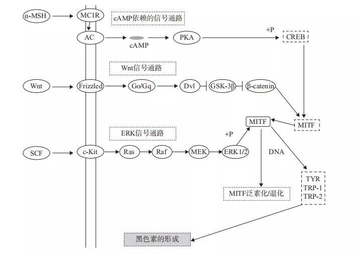 百鸟齐鸣 第2页