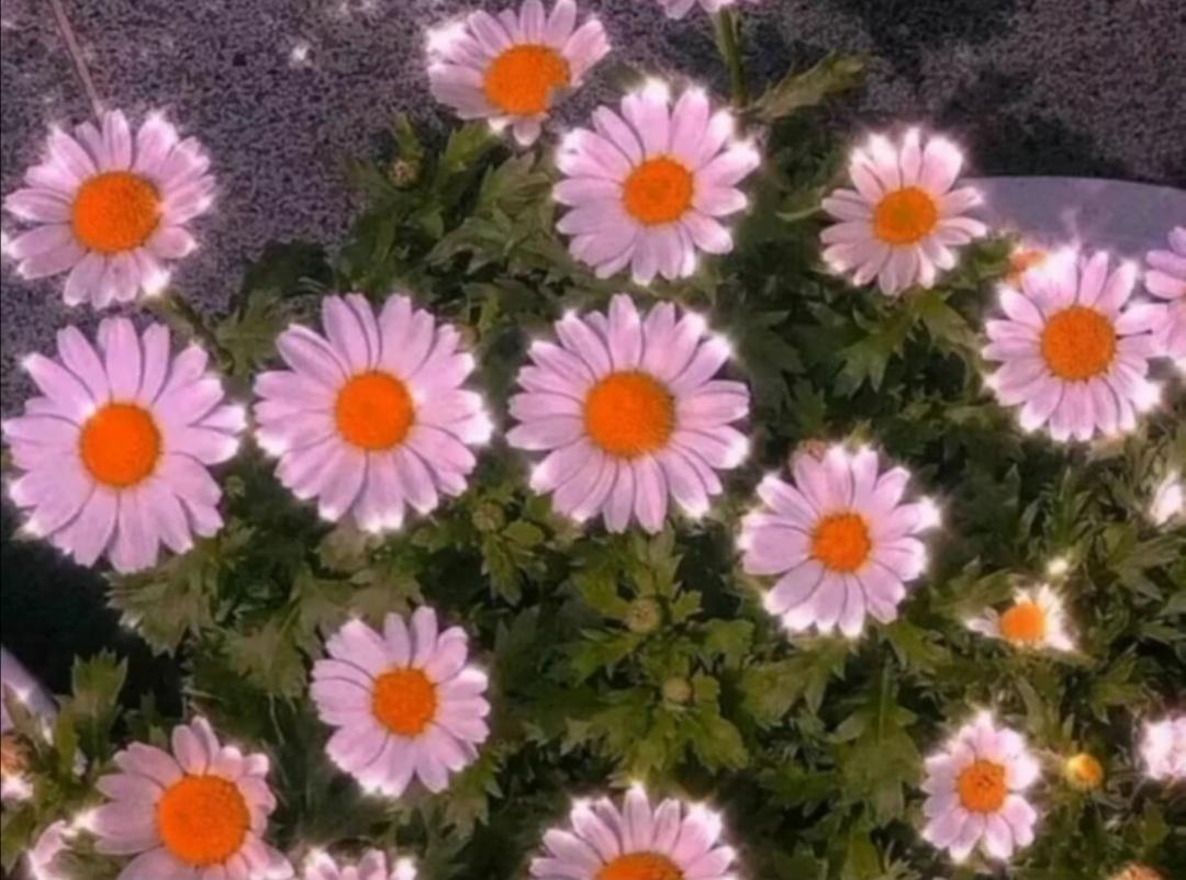 鲜花宣传语：宣传鲜花的句子 