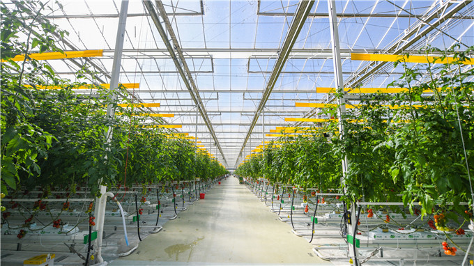 江苏温室种植报价表，高效温室价格一览