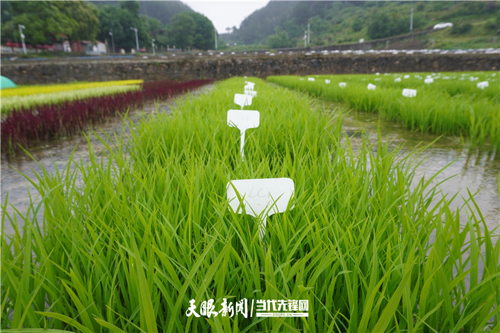 特色农业创新种植模式，推动农业现代化发展，新闻头条揭秘