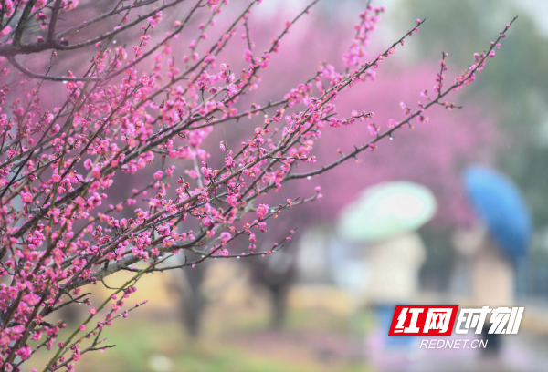 道县梅花盛开成新闻焦点，美景引瞩目